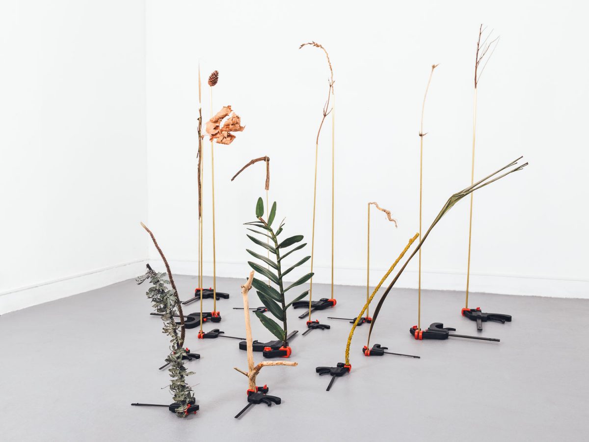 A collection of fifteen clamps, lying on the floor in a triangle formation, that are holding various types of plant stems and leaves upright. Eine Sammlung von fünfzehn Klemmen, die in einer Dreiecksformation auf dem Boden liegen und verschiedene Arten von Pflanzenstängeln und -blättern aufrecht halten.